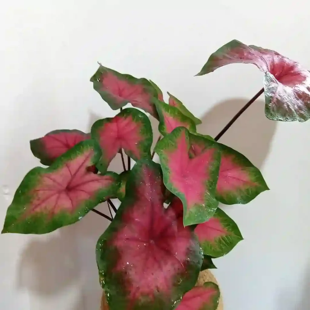 Caladium Bicolor