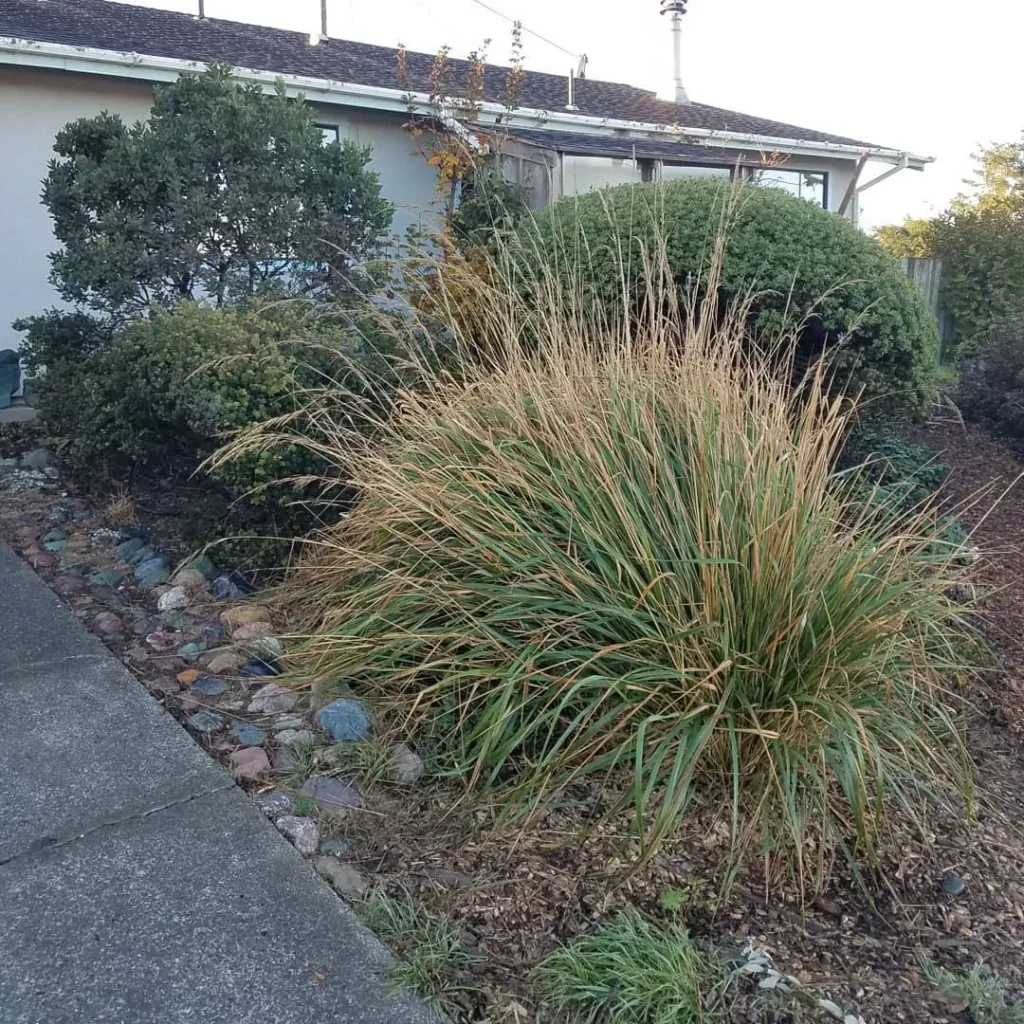 Calamagrostis Nutkaensis