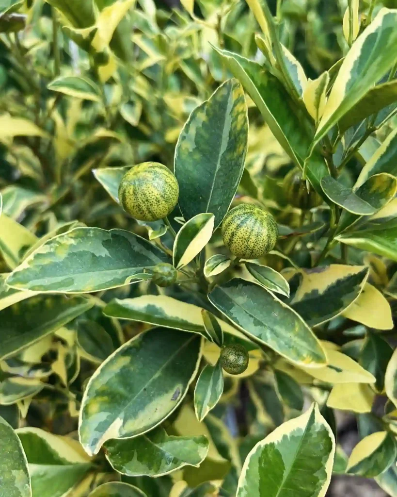 Calamondin