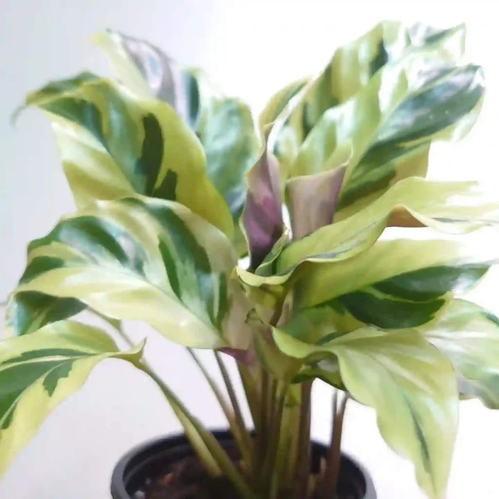 Calathea Louisae