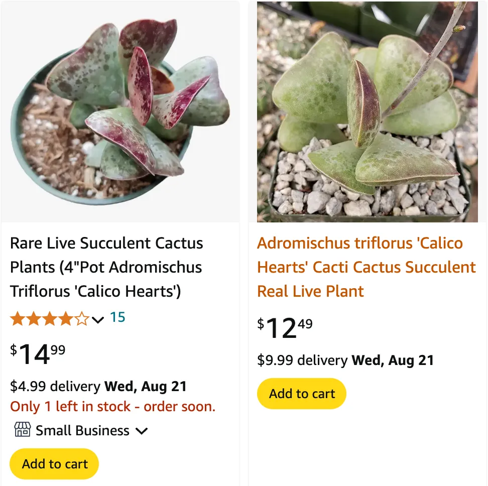 Calico Hearts Succulent 1 | Monsteraholic