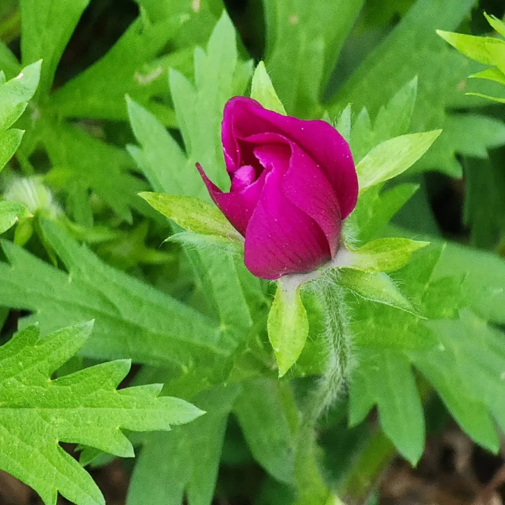 Callirhoe Bushii