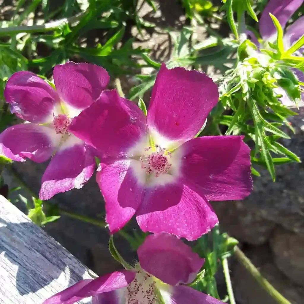 Callirhoe Involucrata