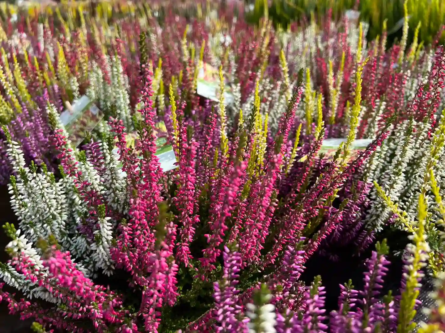 Plant FAQs: Calluna Vulgaris - Heathers