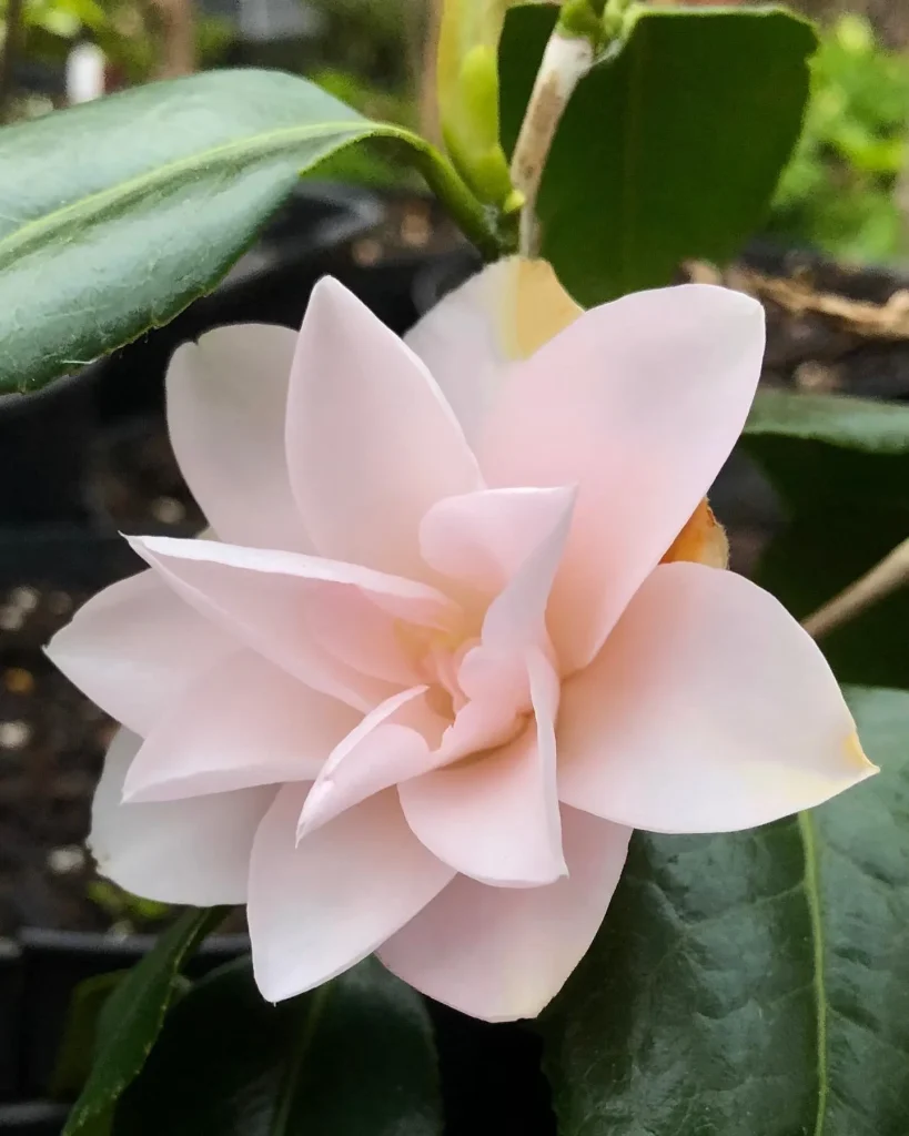 Camellia Magnoliaeflora