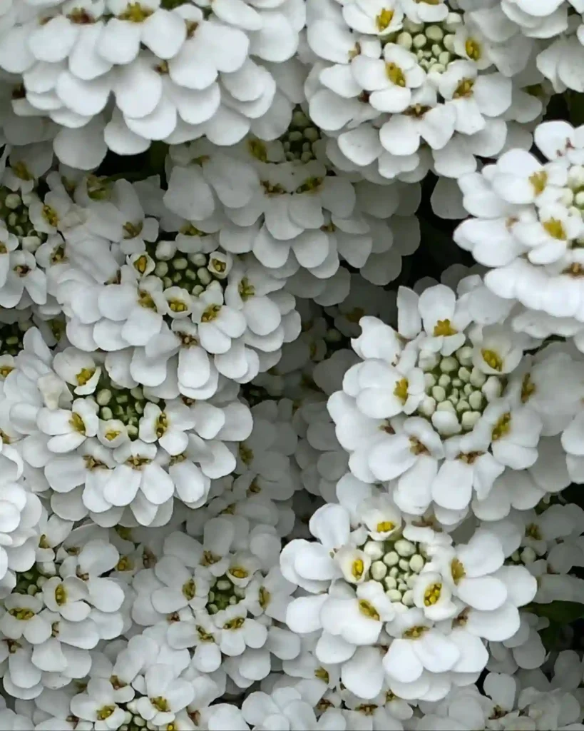 Candytuft