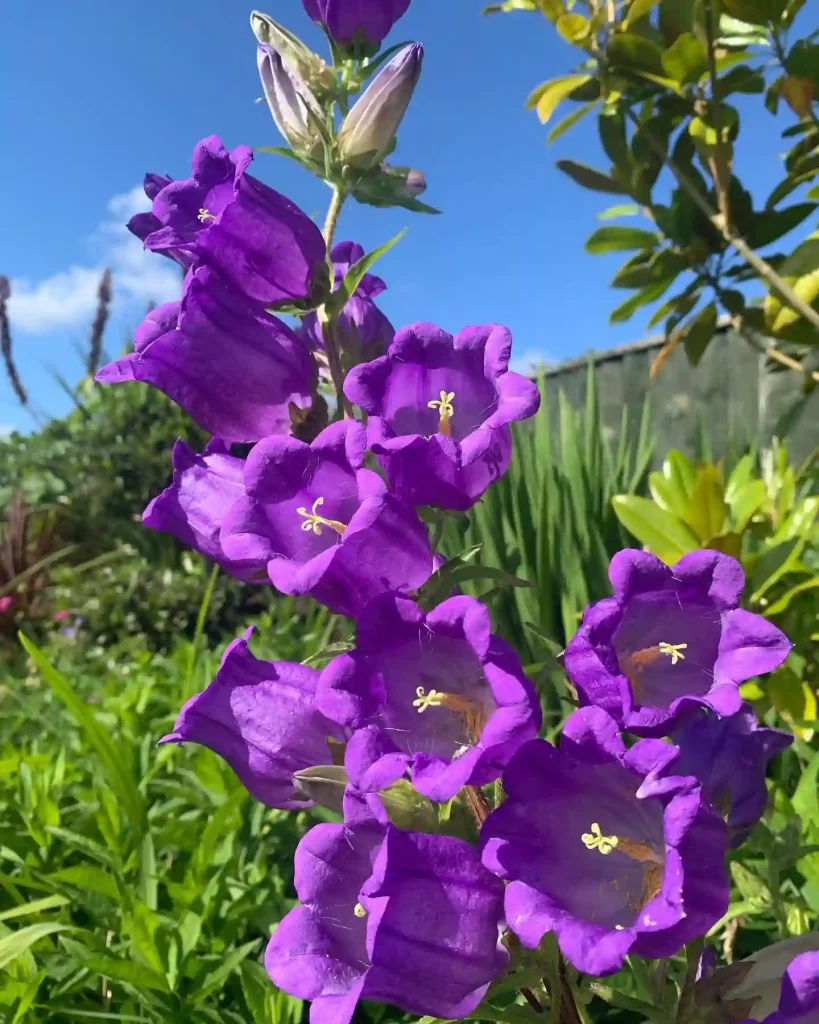 Canterbury Bells