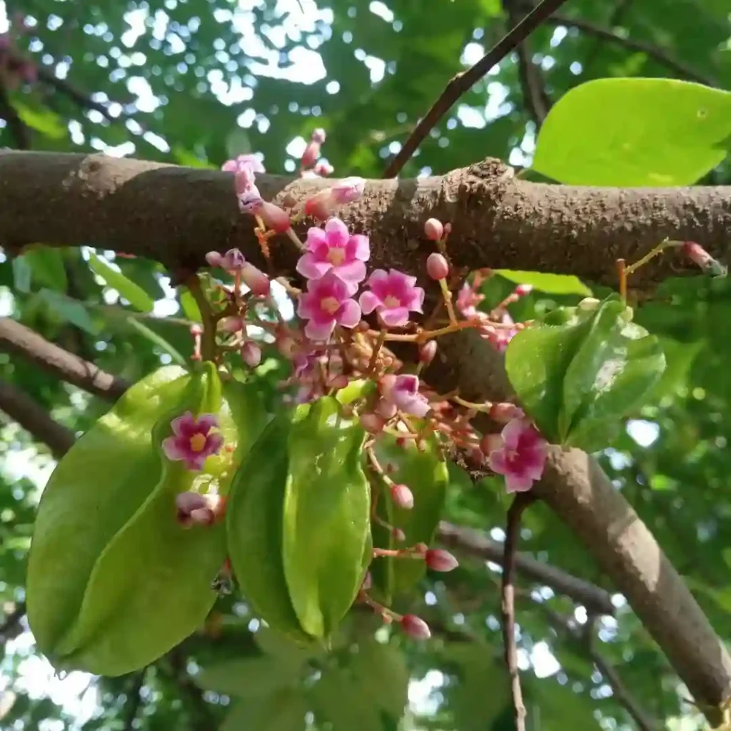 Carambola Fruit