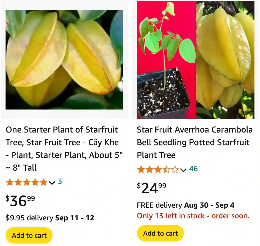 Carambola Fruit | Monsteraholic