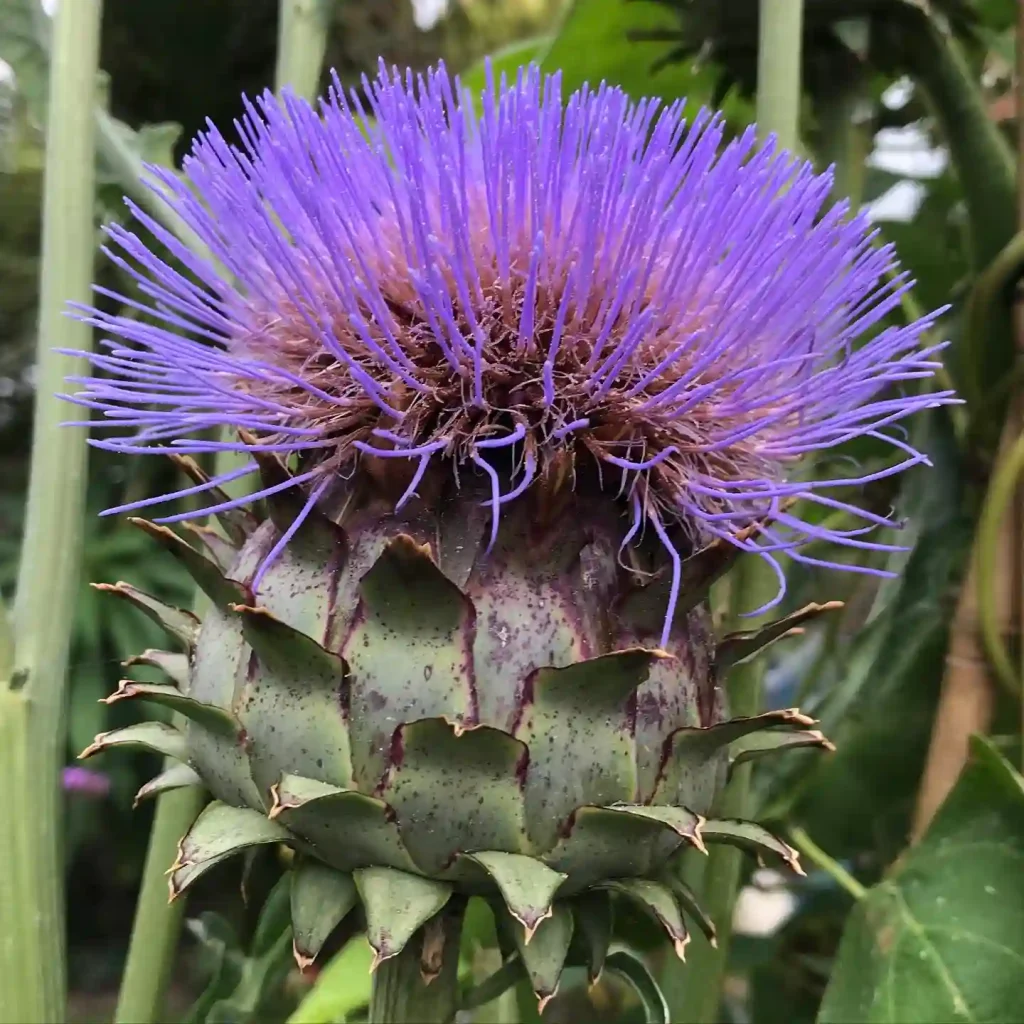 Cardoon