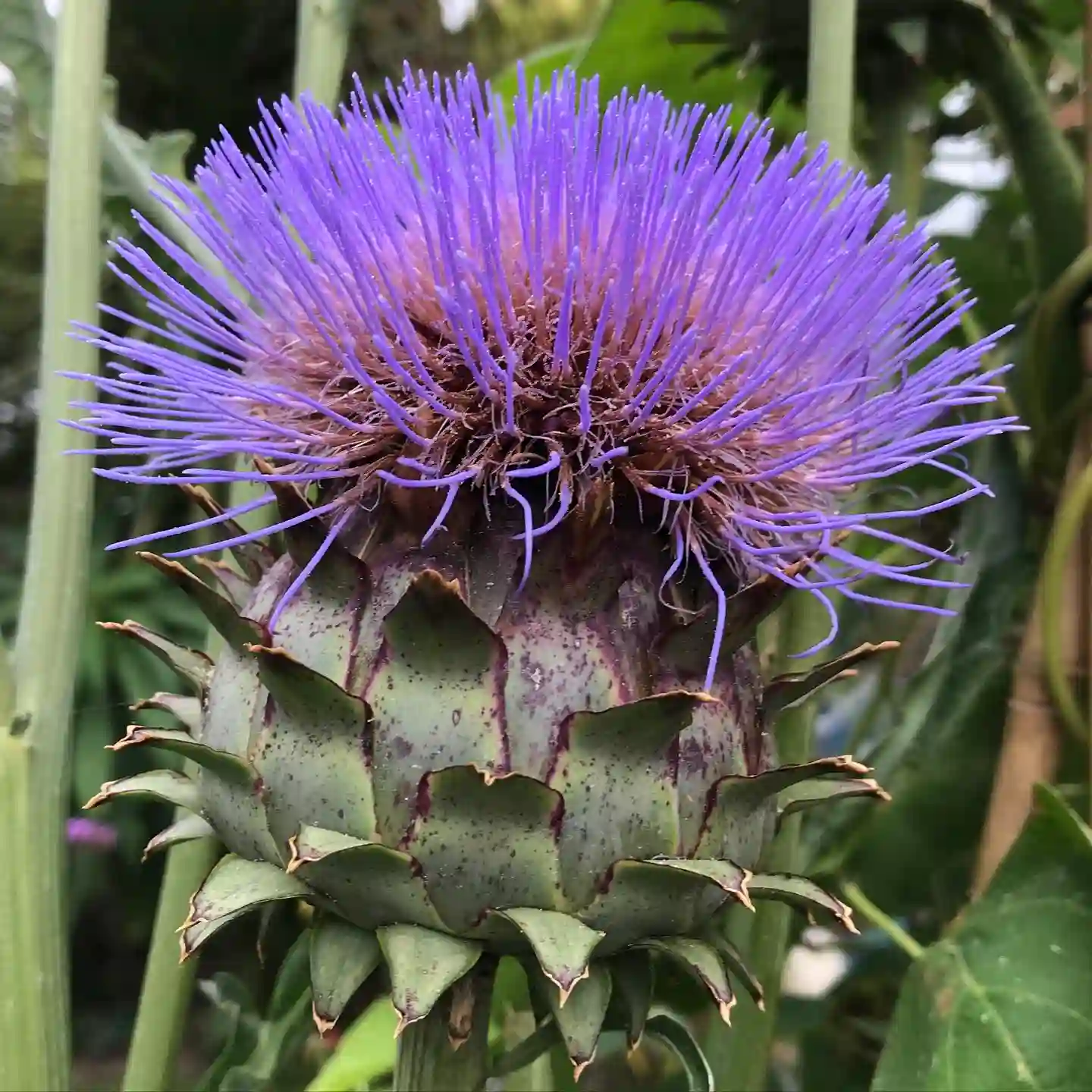 Plant FAQs: Cardoon - Cynara Cardunculus