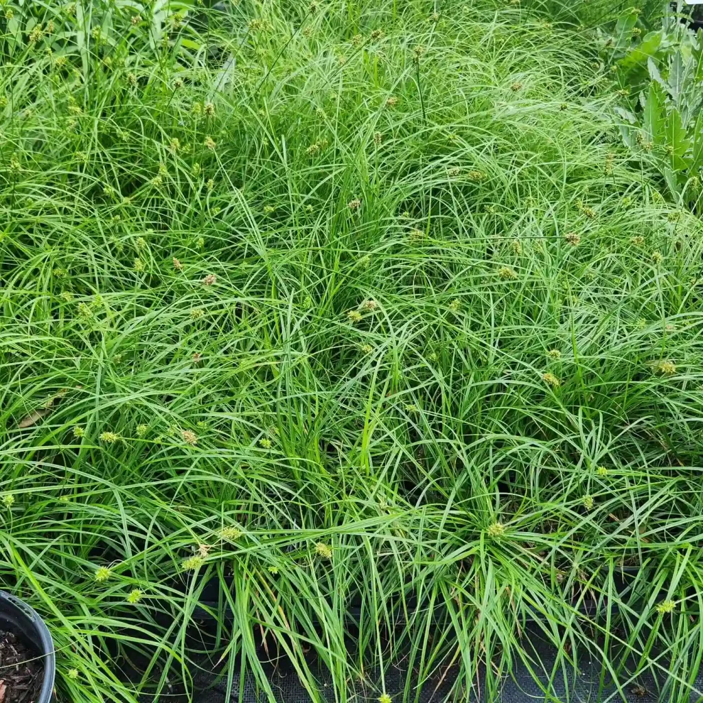 Carex Perdentata