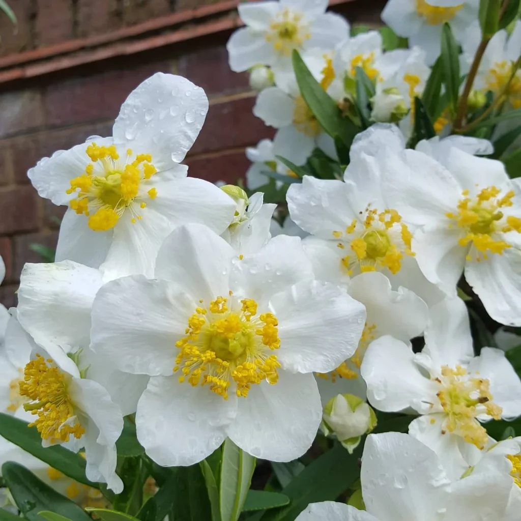 Carpenteria Californica Elizabeth