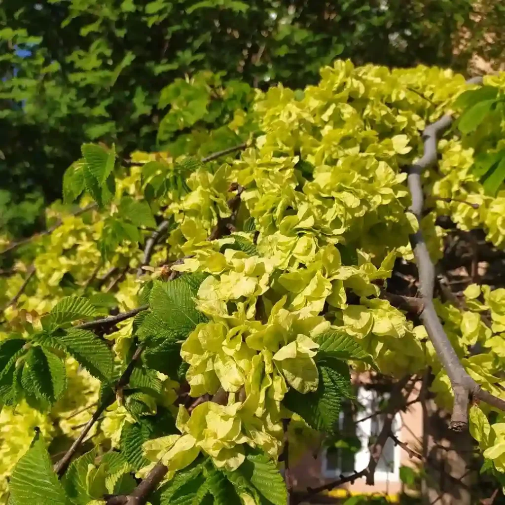 Carpinus Betulus