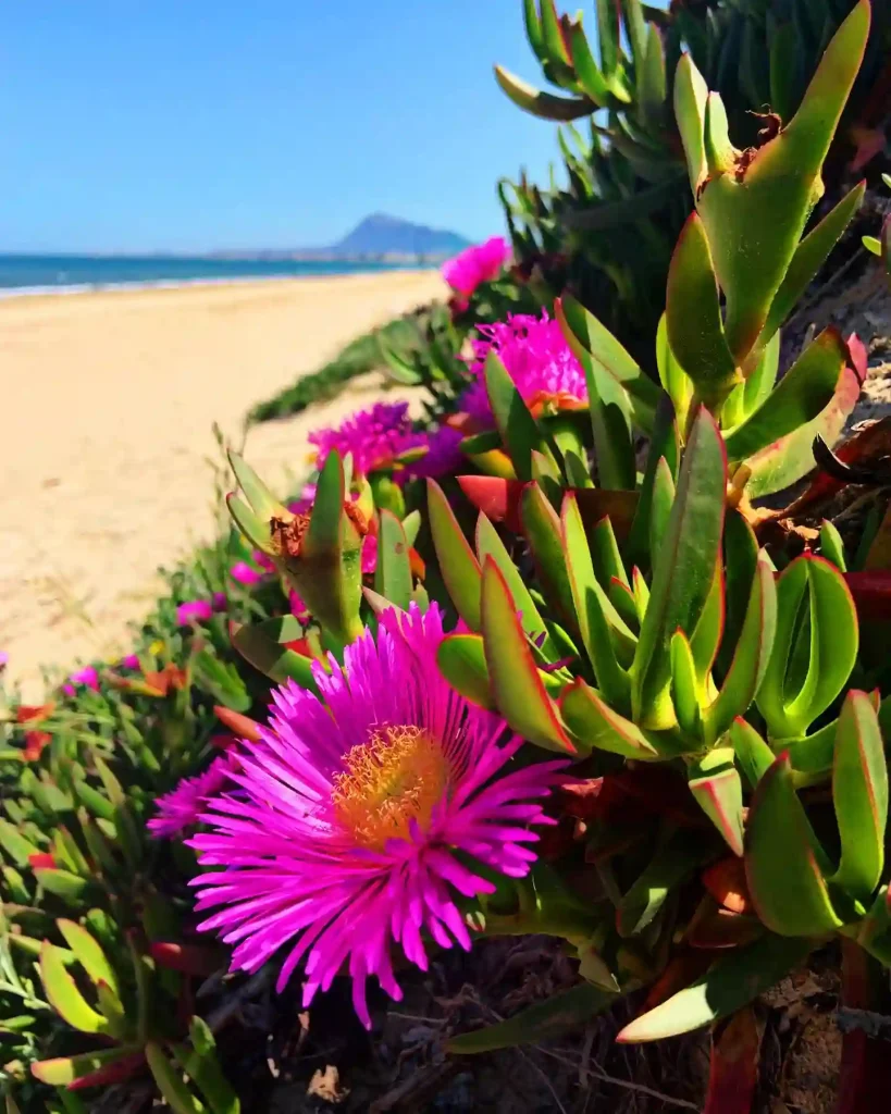 Carpobrotus Edulis