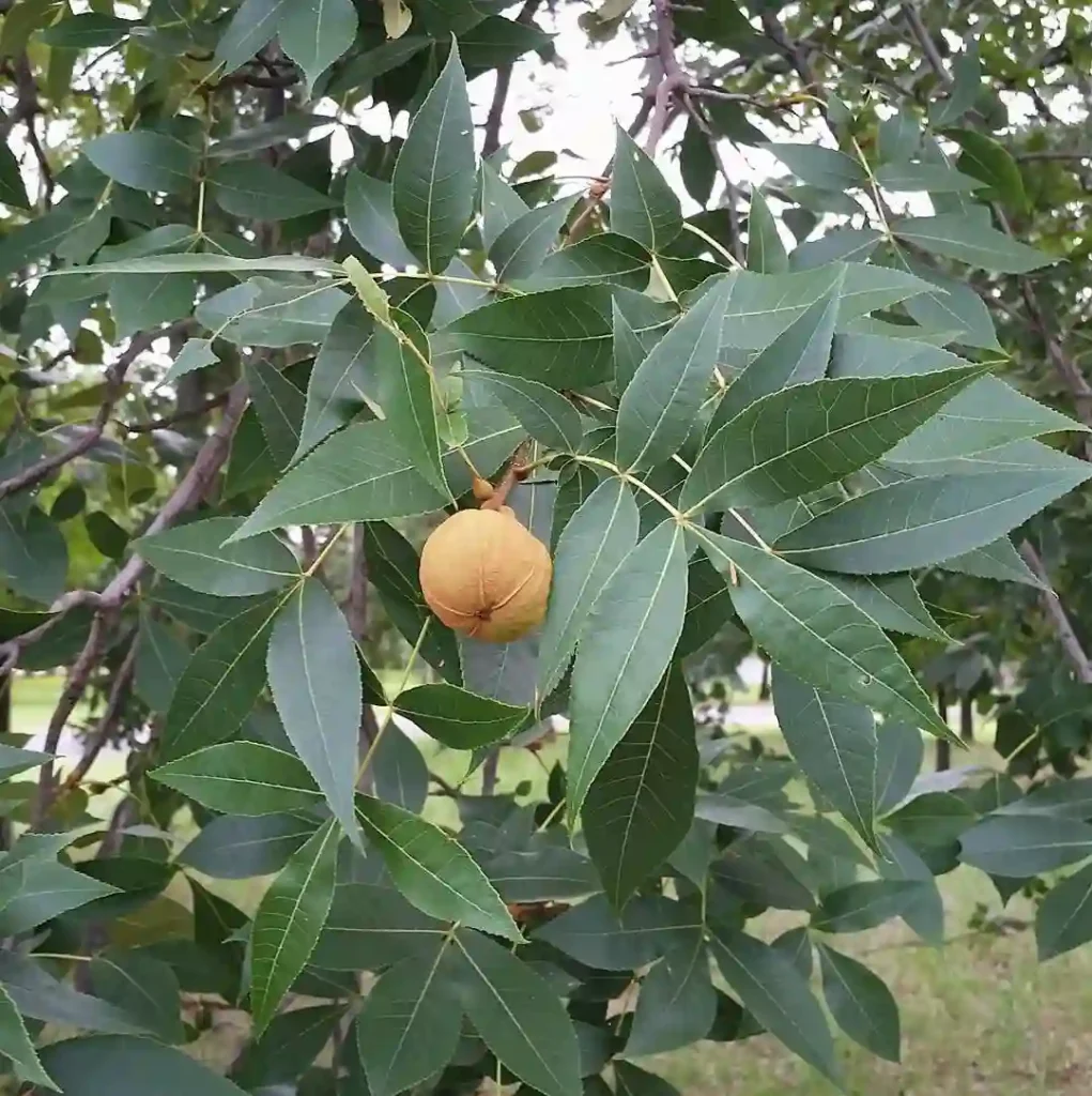 Carya Glabra