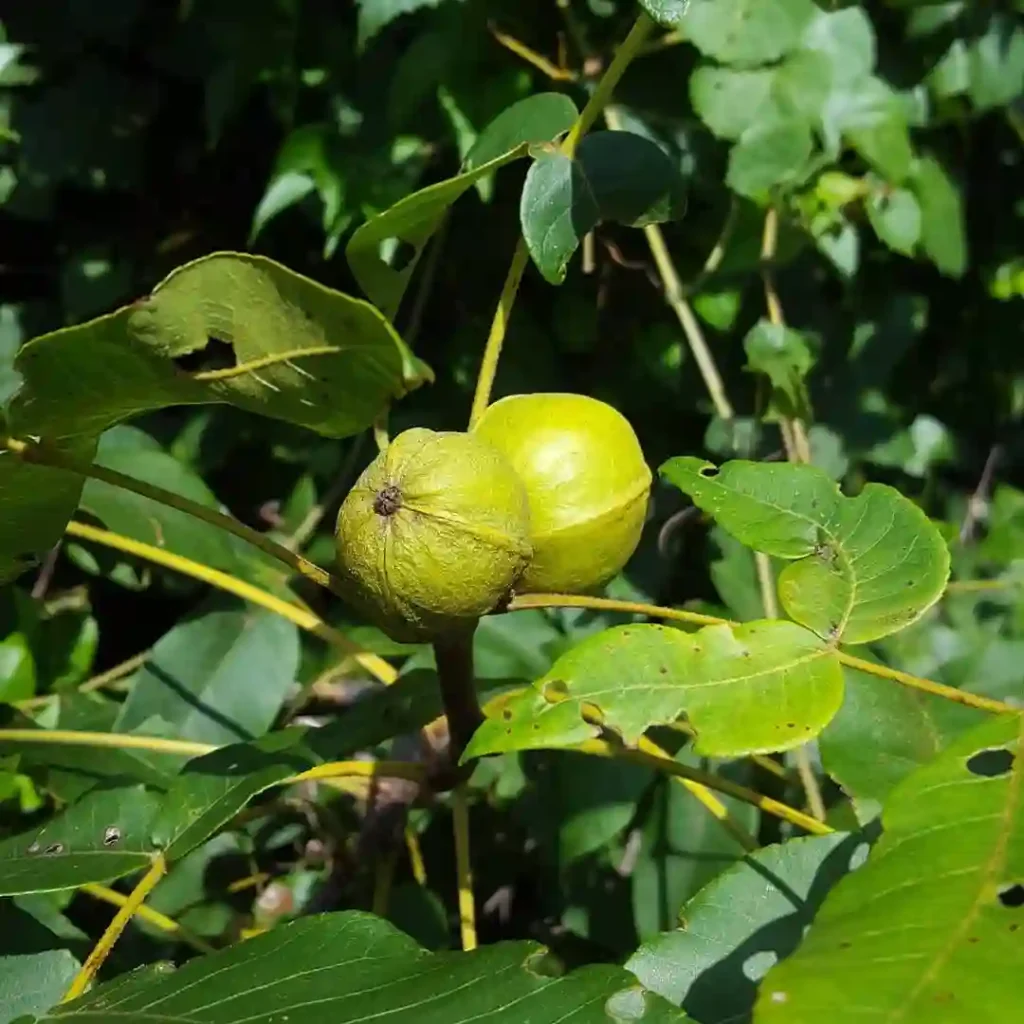 Carya Tomentosa