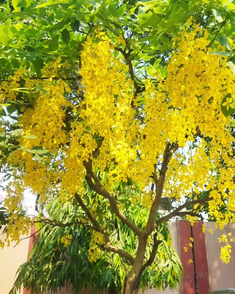 Cassia Fistula