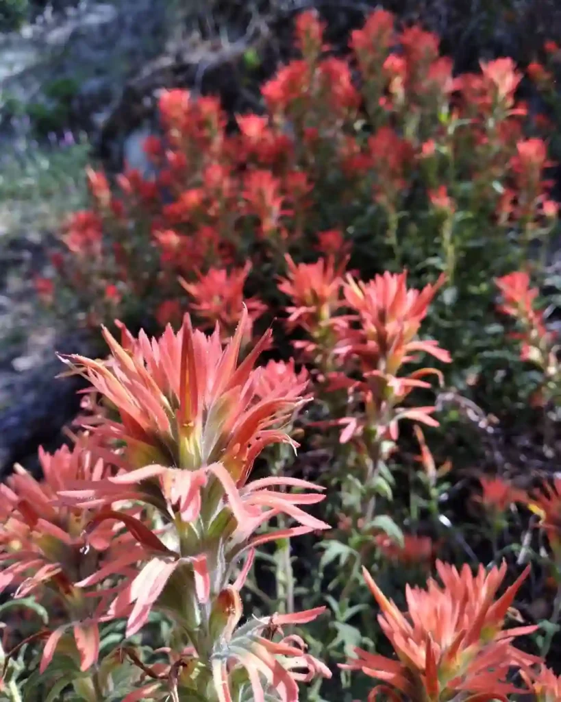 Castilleja Applegatei