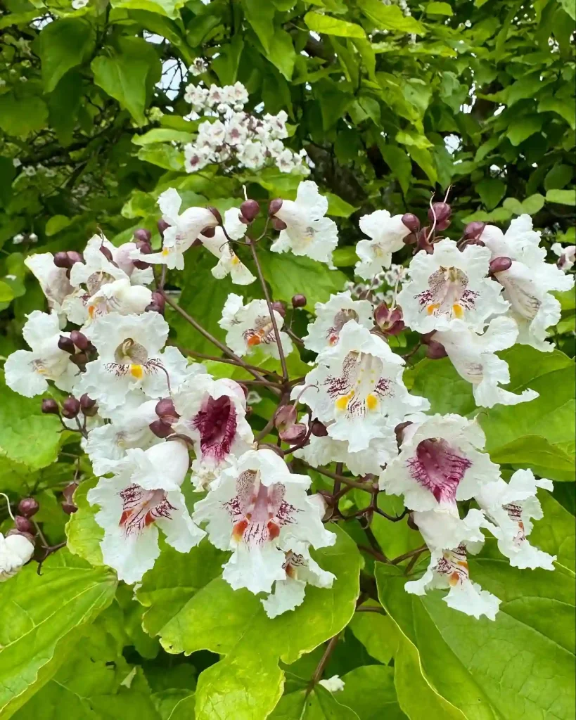 Catalpa Bignonioides