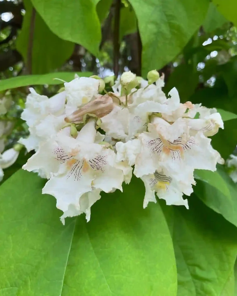 Catalpa Speciosa