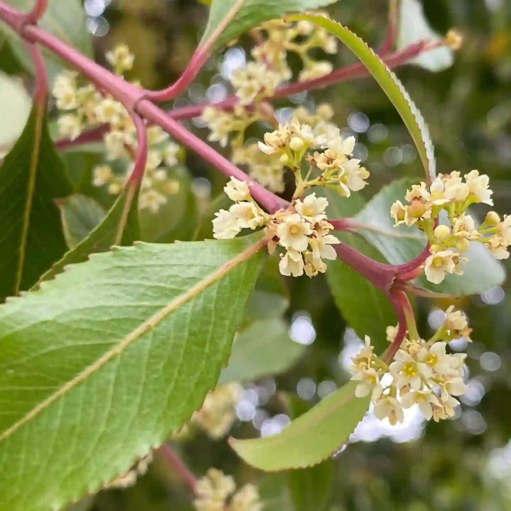 Catha Edulis