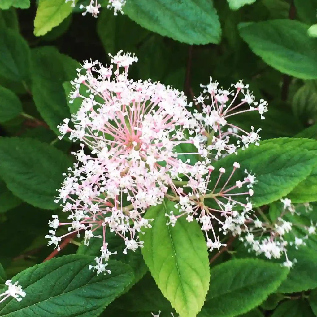 Ceanothus Americanus