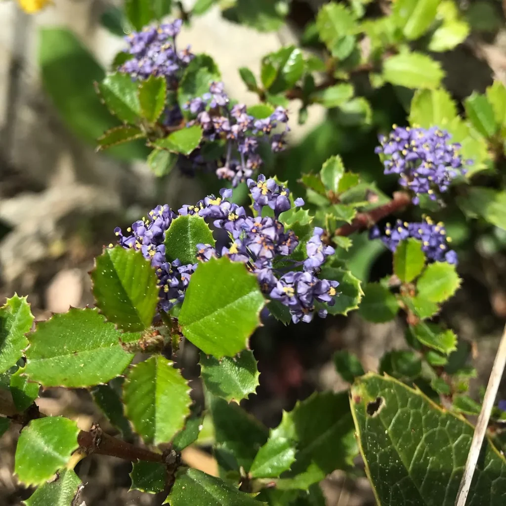 Ceanothus Gloriosus