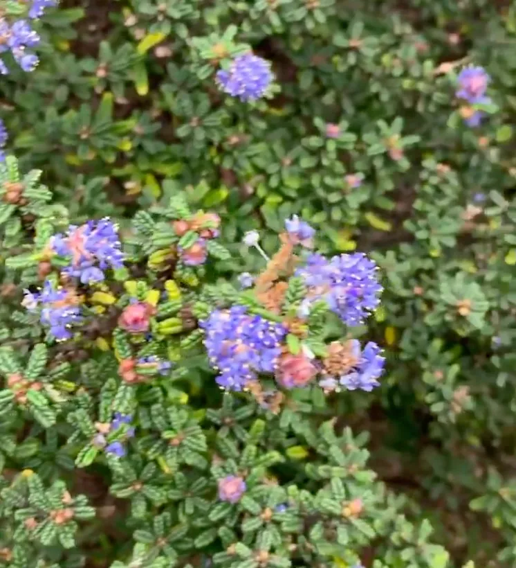 Ceanothus Hearstiorum