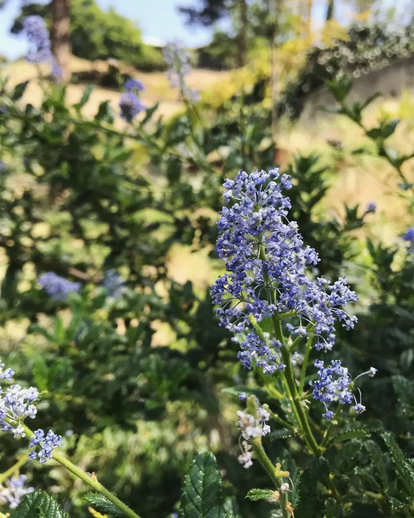 Ceanothus Joyce Coulter