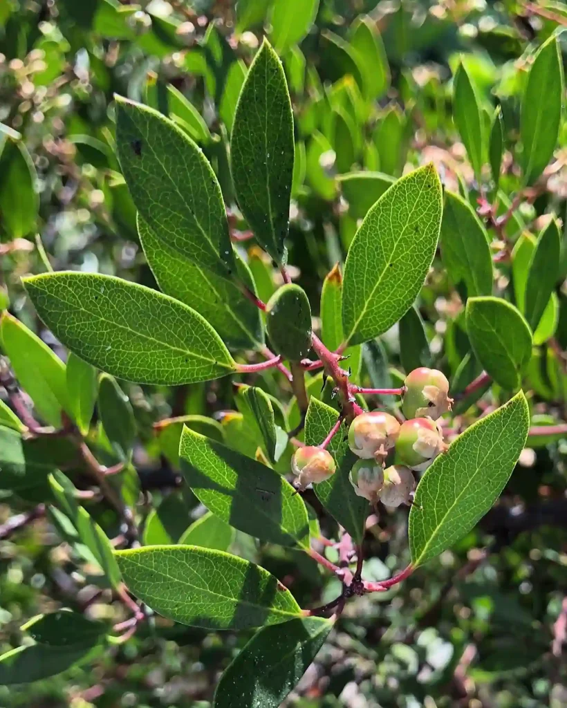 Ceanothus Megacarpus