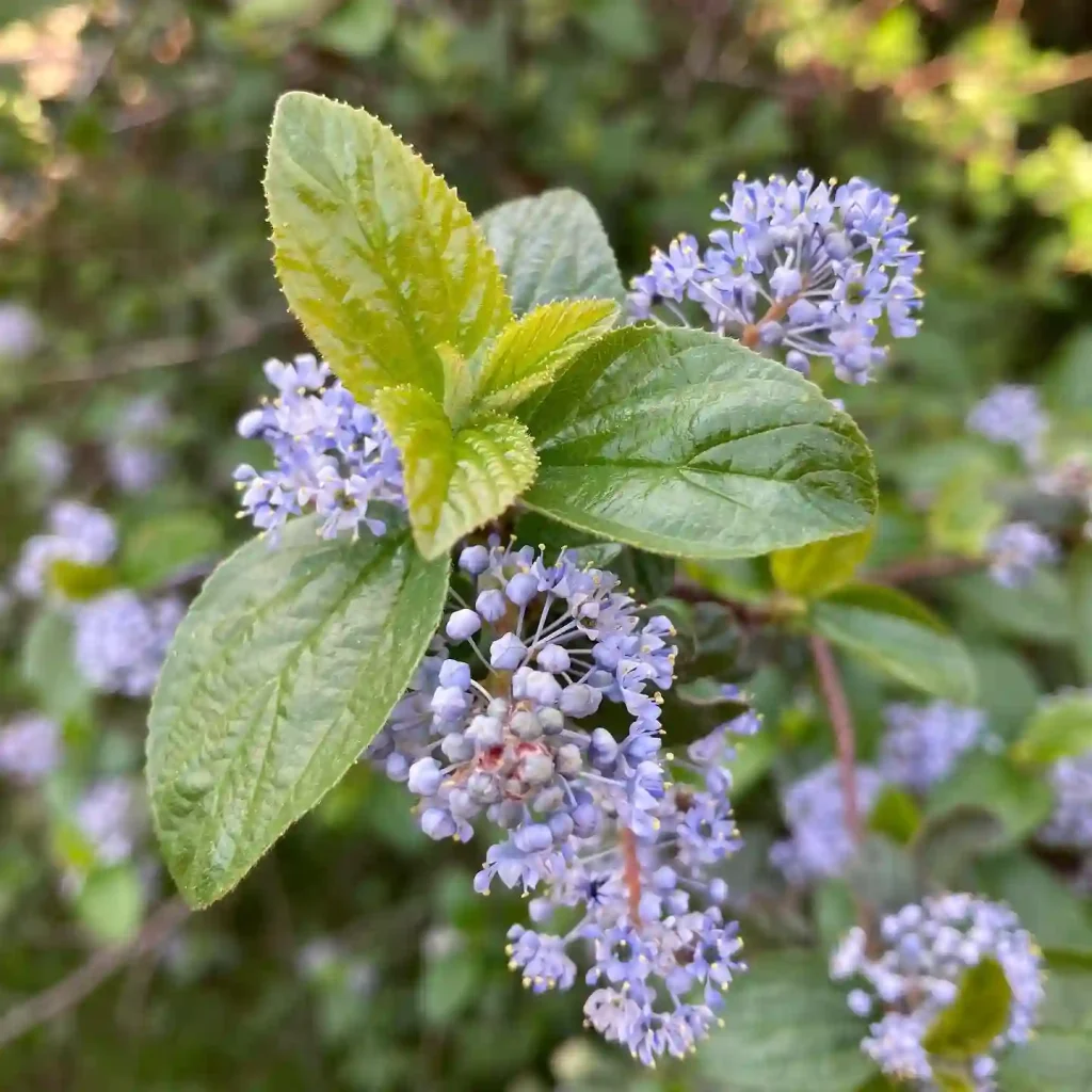 Ceanothus Oliganthus