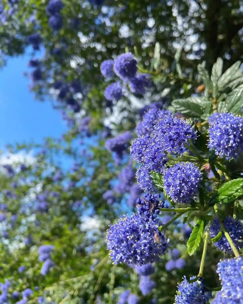 Ceanothus Thyrsiflorus