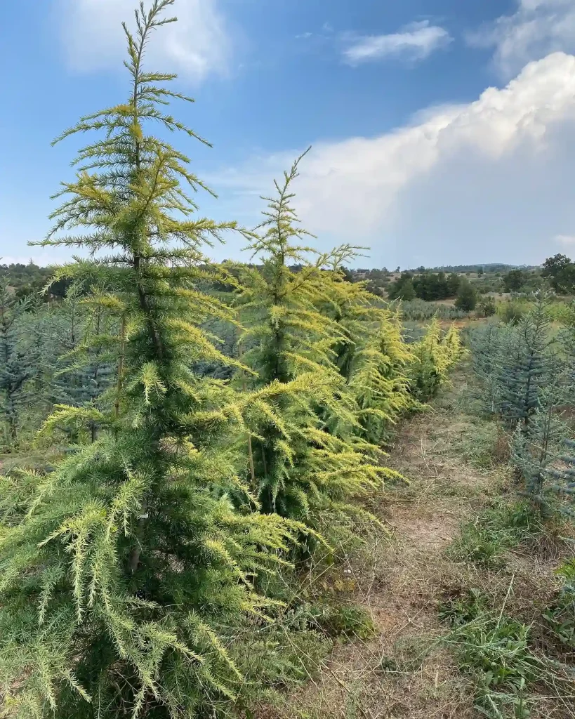 Cedrus Atlantica