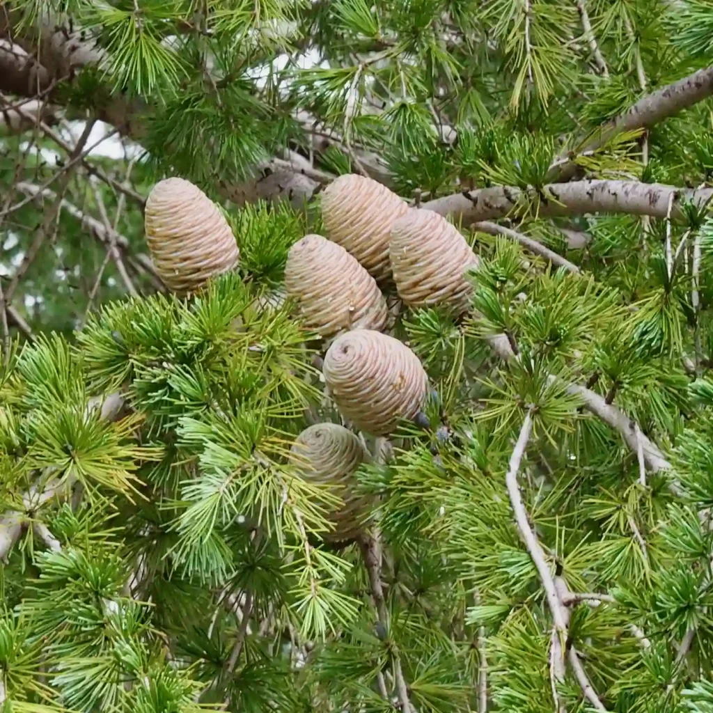 Cedrus Deodara