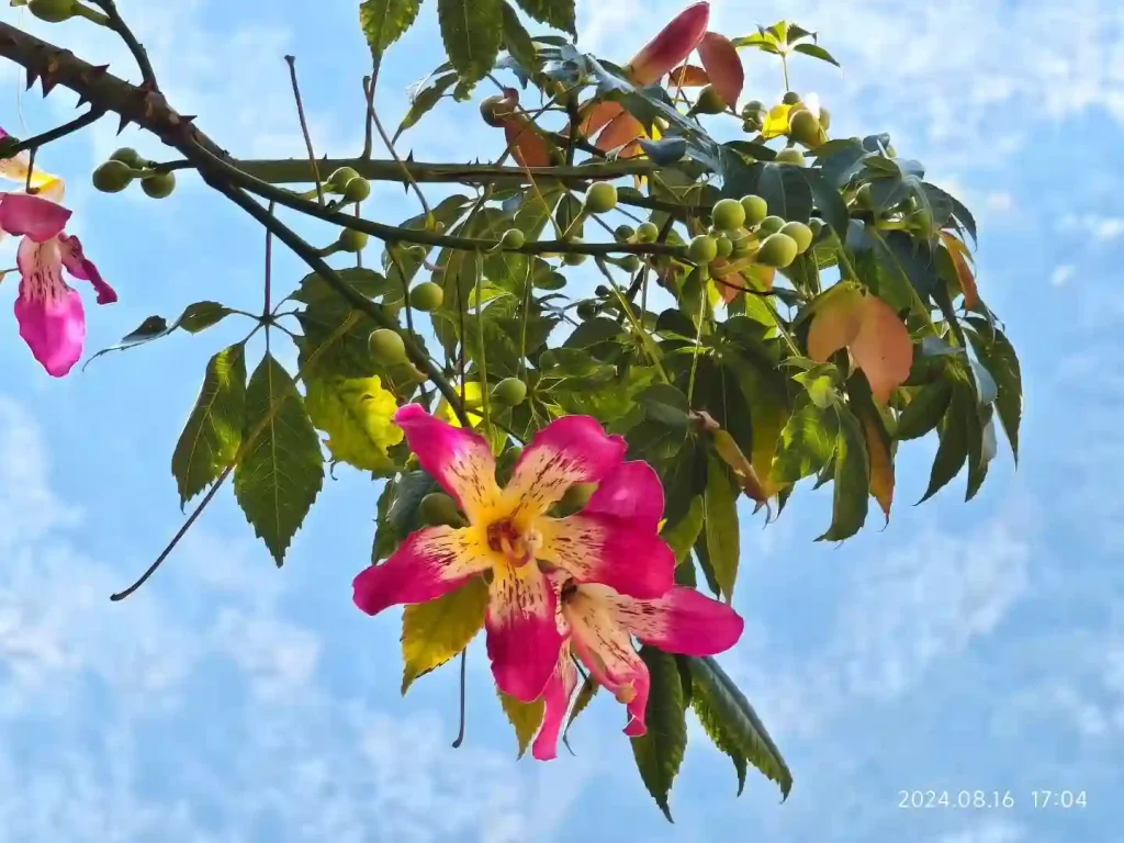 Ceiba Speciosa