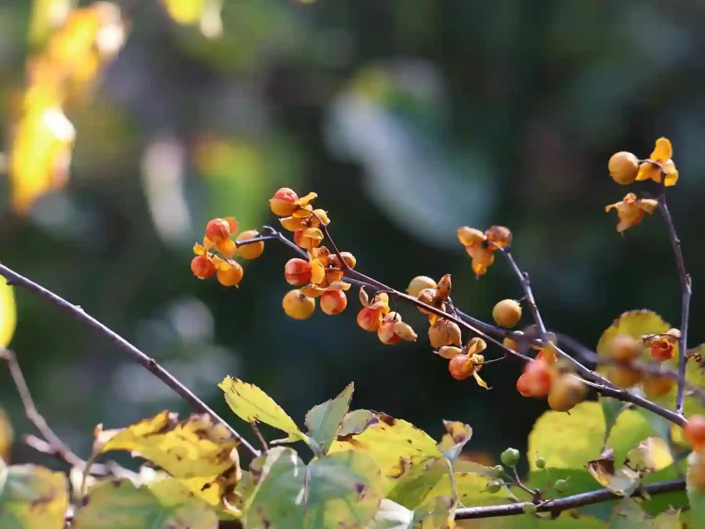 Plant FAQs: California Pipevine - Aristolochia Californica