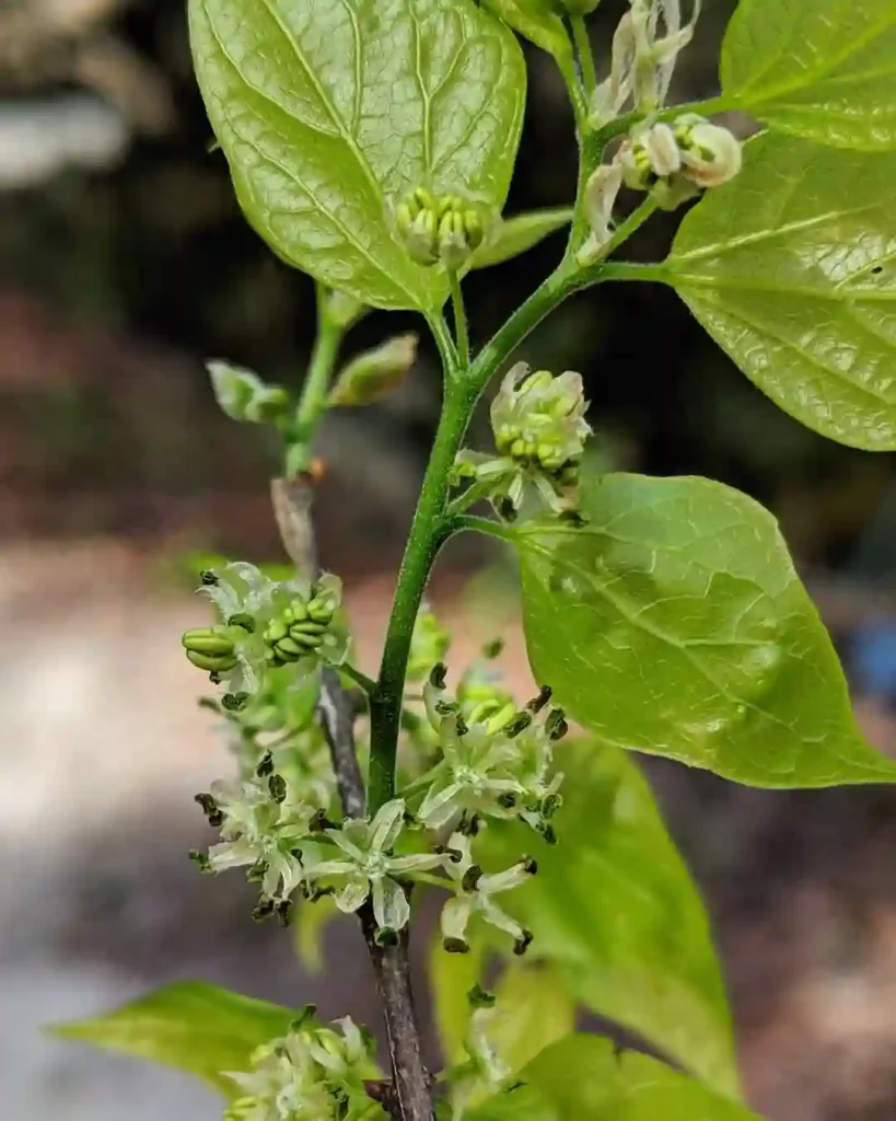 Celtis Laevigata