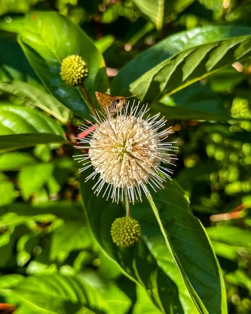 Cephalanthus Occidentalis