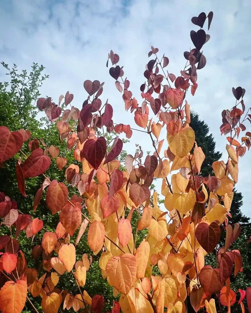 Cercidiphyllum Japonicum