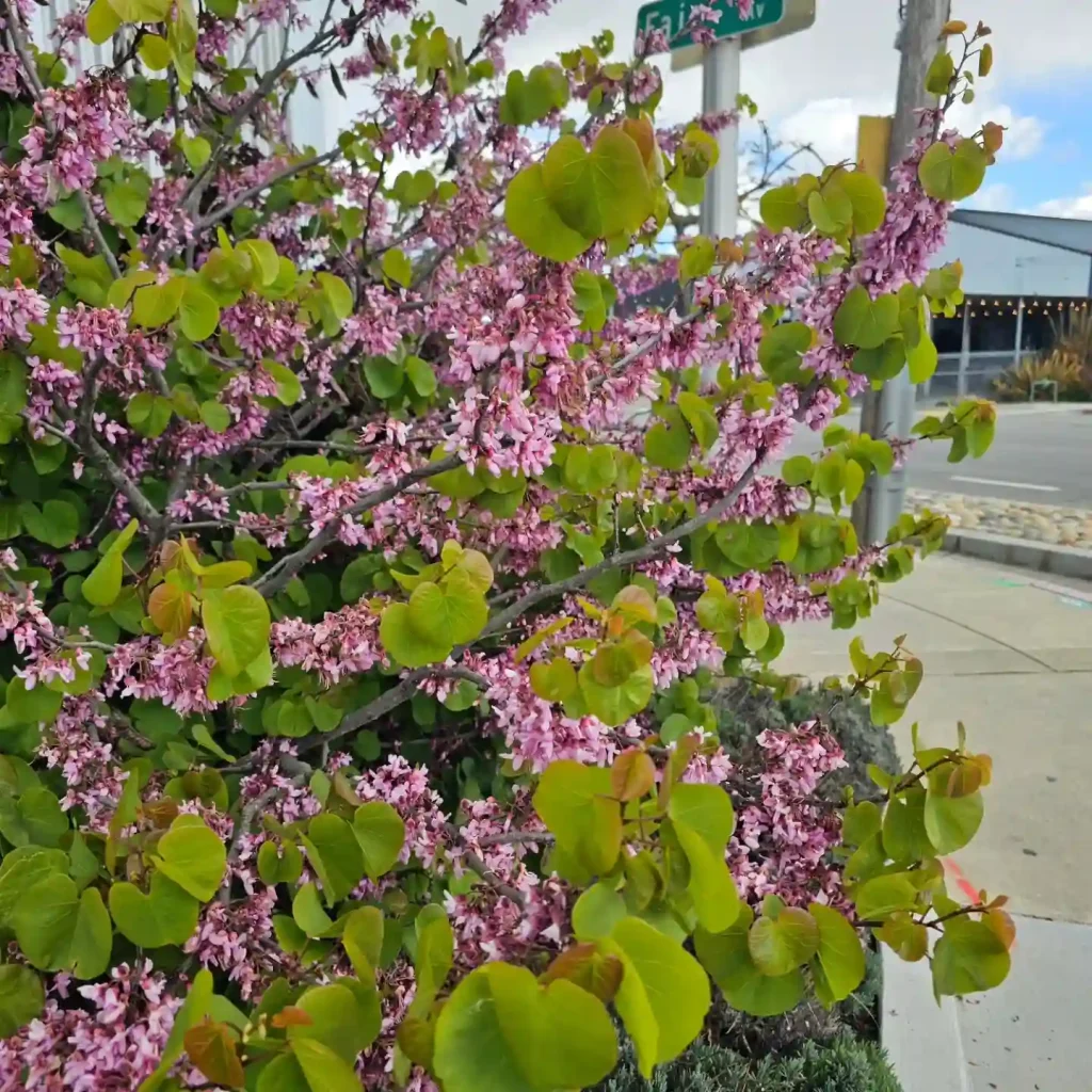 Cercis Occidentalis