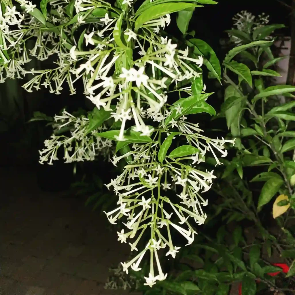 Cestrum Nocturnum