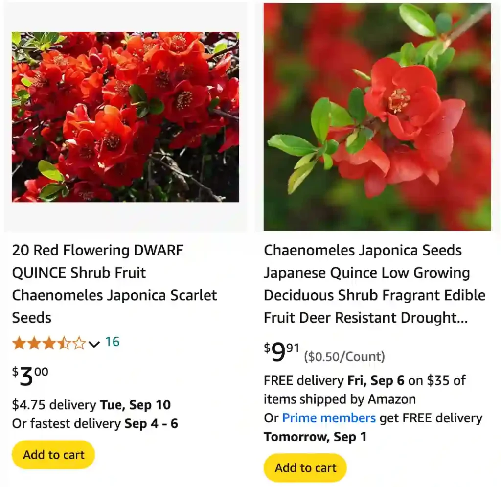 Chaenomeles Japonica | Monsteraholic