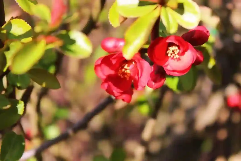 Chaenomeles Japonica