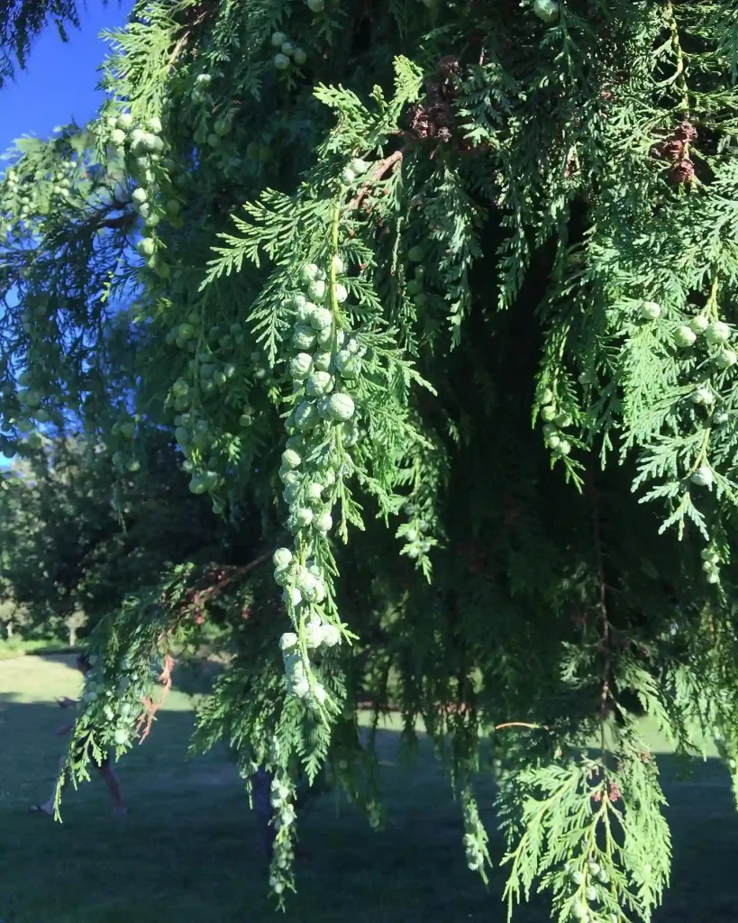 Chamaecyparis Lawsoniana