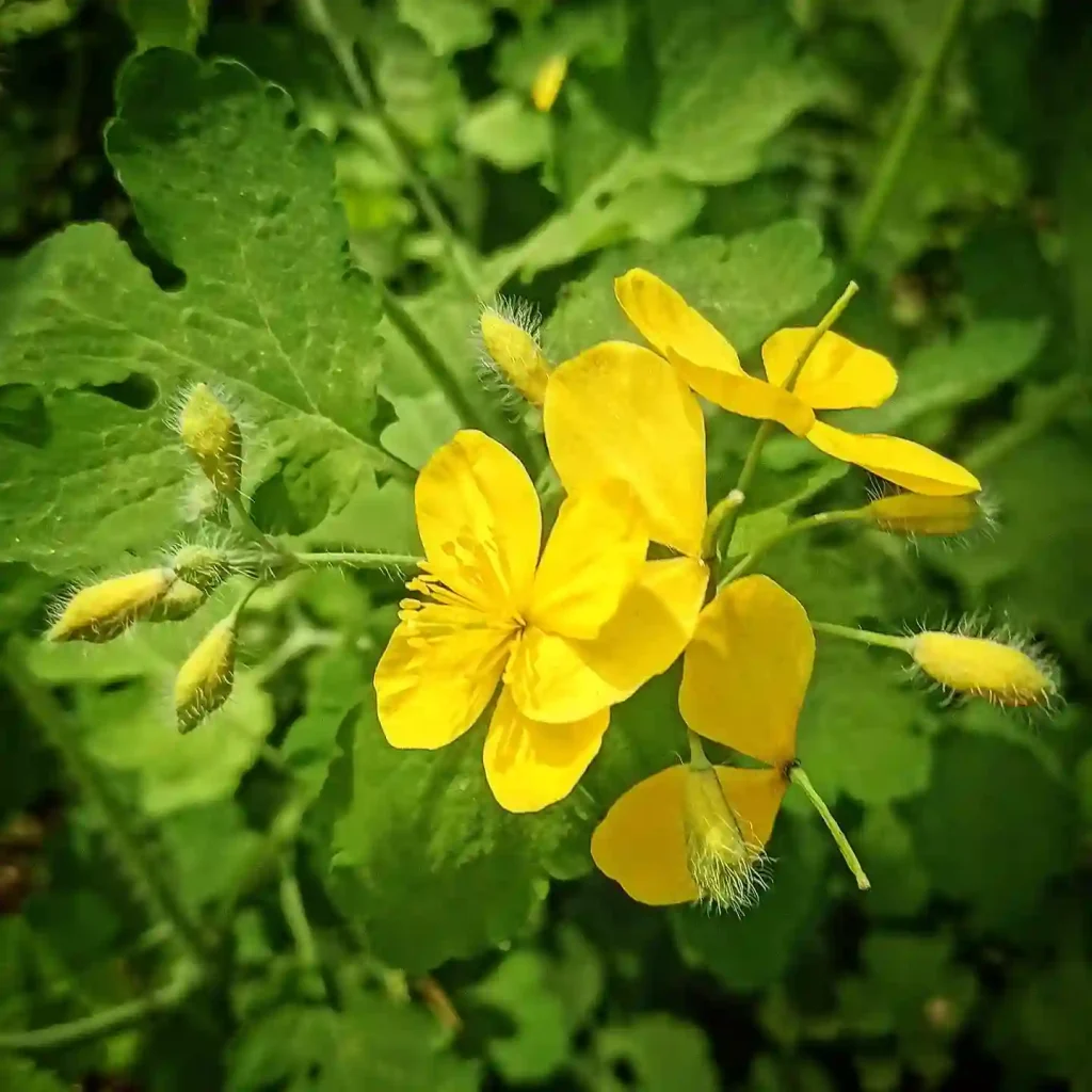 Chelidonium Majus