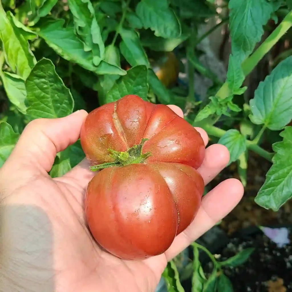 Cherokee Purple Tomato