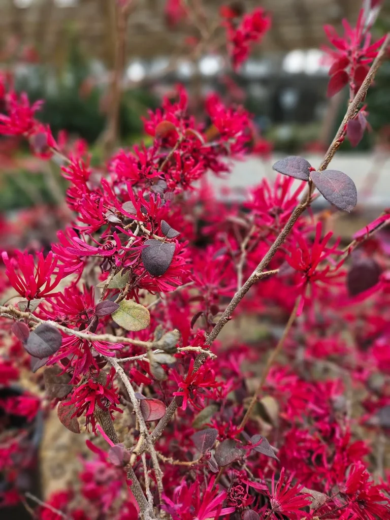 Cherry Blast Loropetalum