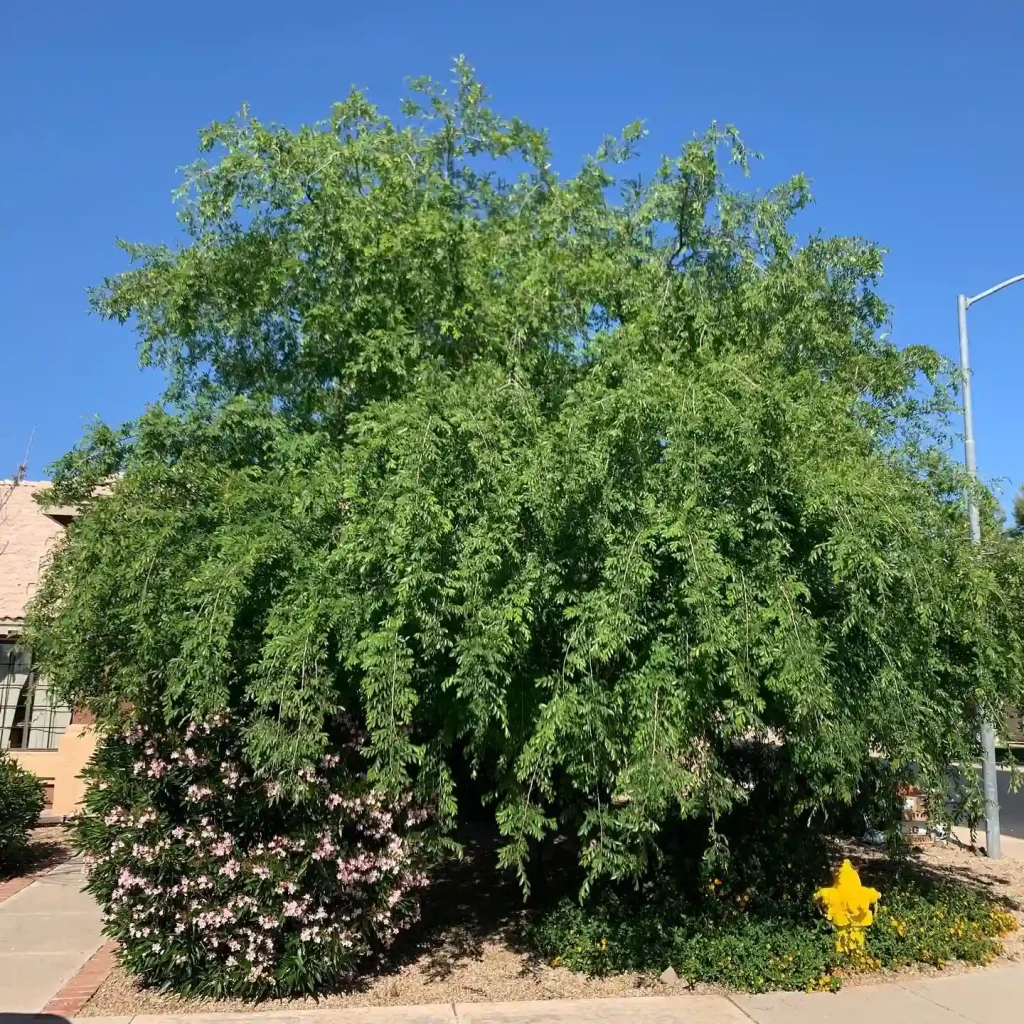 Chinese Elm