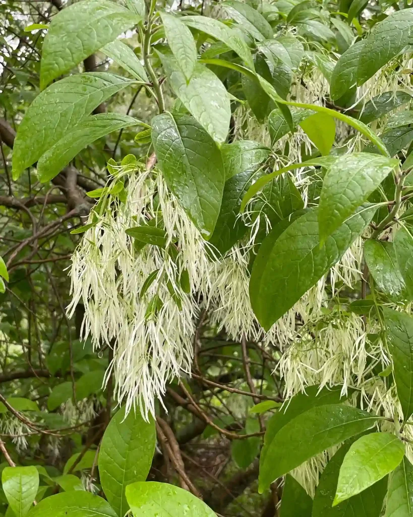 Chionanthus Virginicus